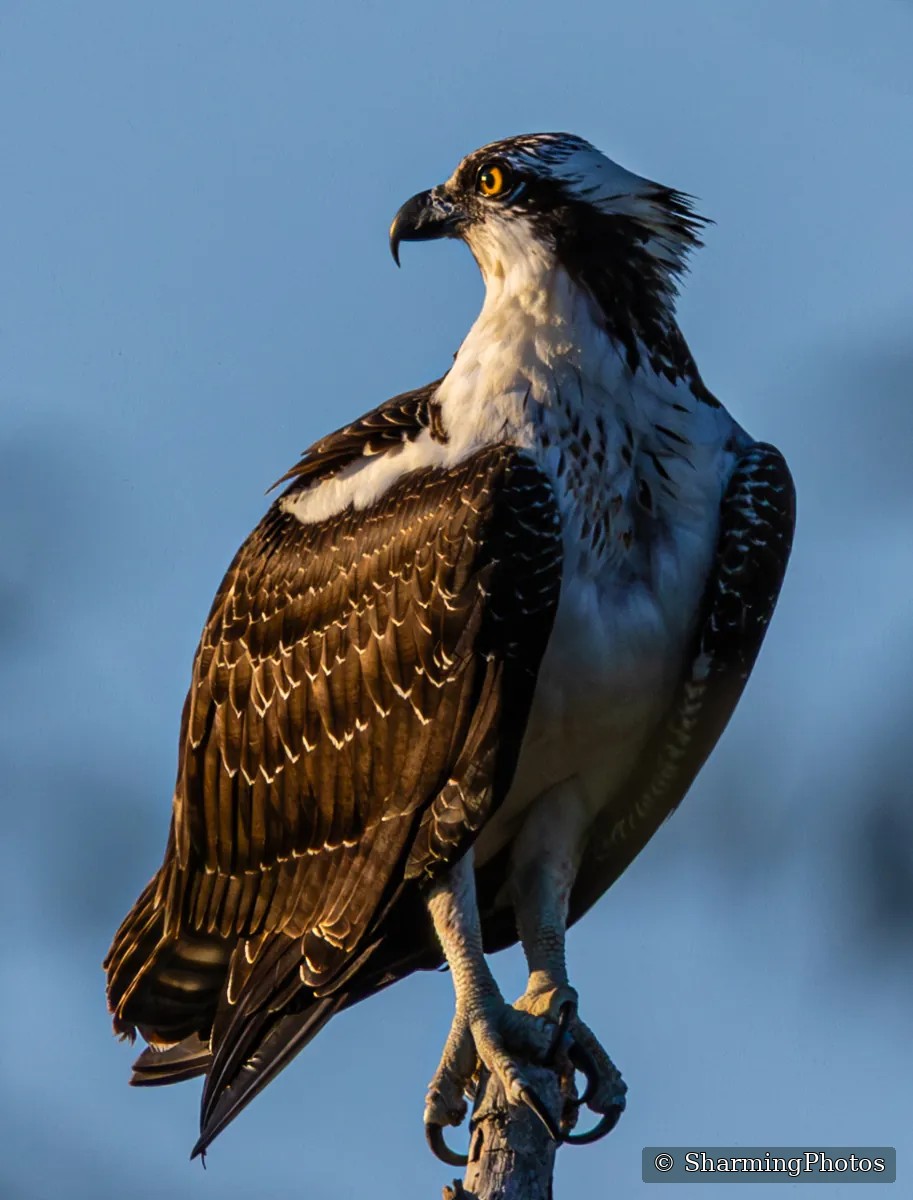 Bird photograph by Susanne Harm