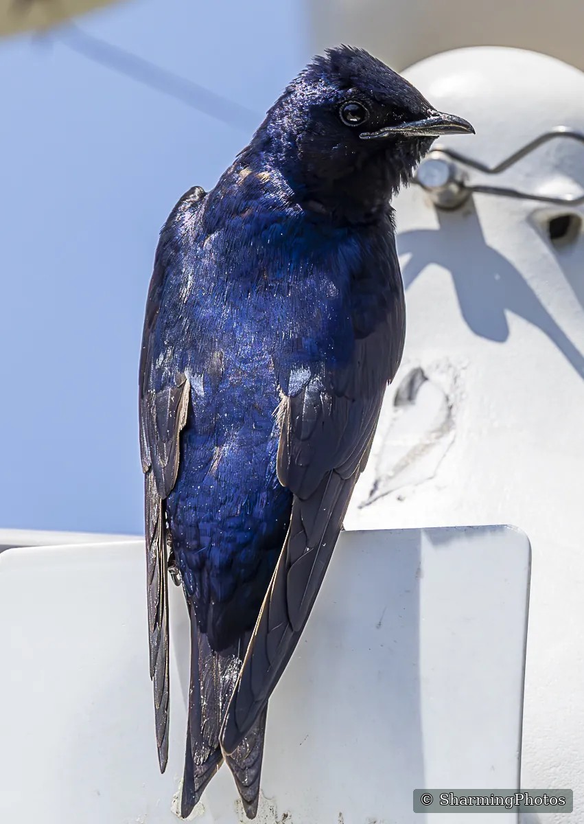 Bird photograph by Susanne Harm