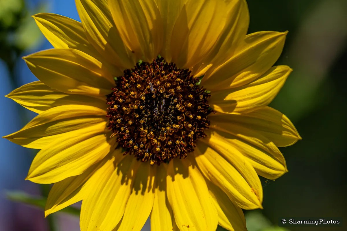 Nature photograph by Susanne Harm