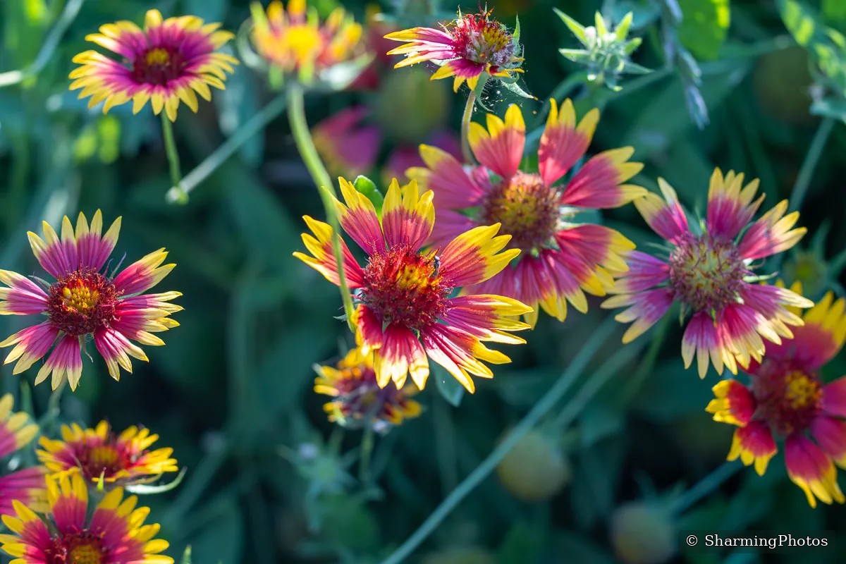 Nature photograph by Susanne Harm