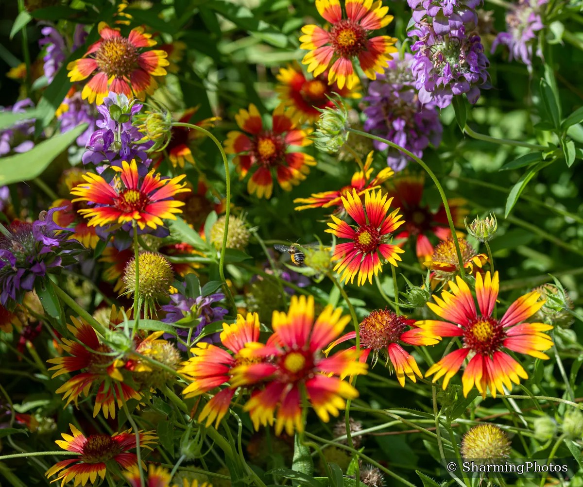 Nature photograph by Susanne Harm