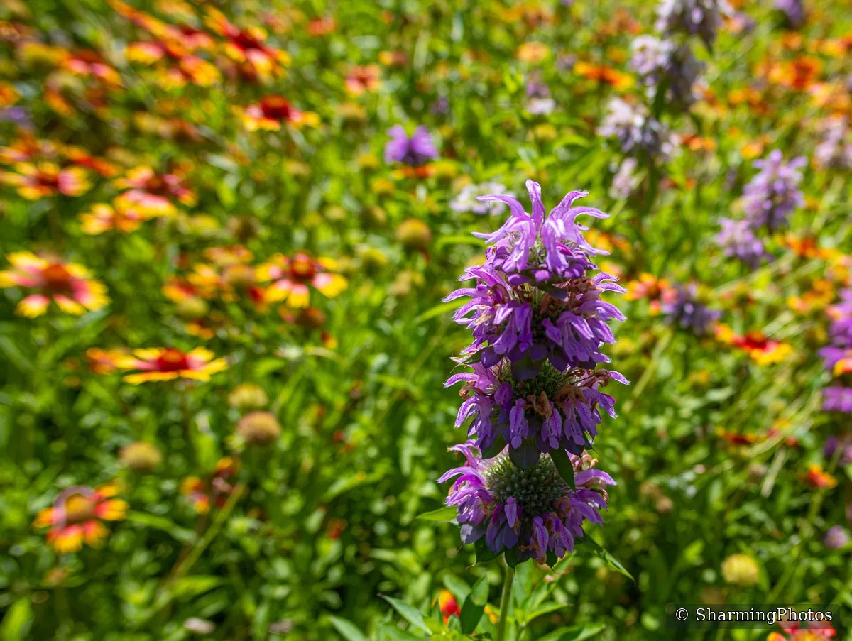 Nature photograph by Susanne Harm