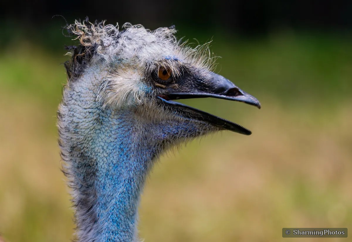 Bird photograph by Susanne Harm