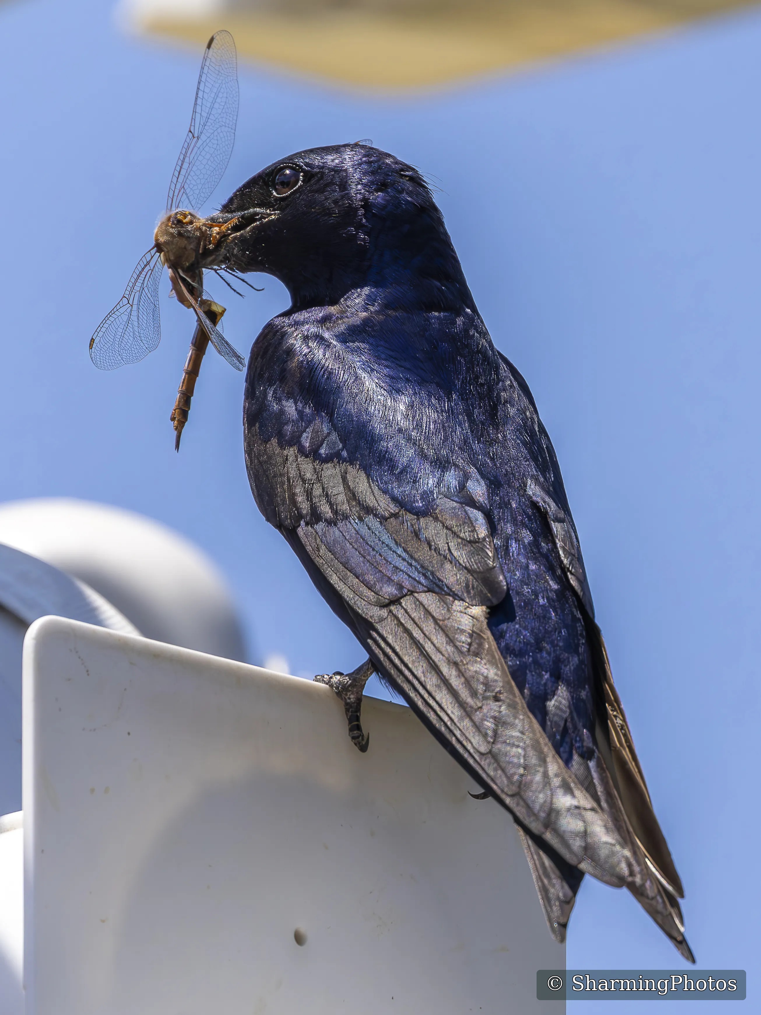 Bird photograph by Susanne Harm