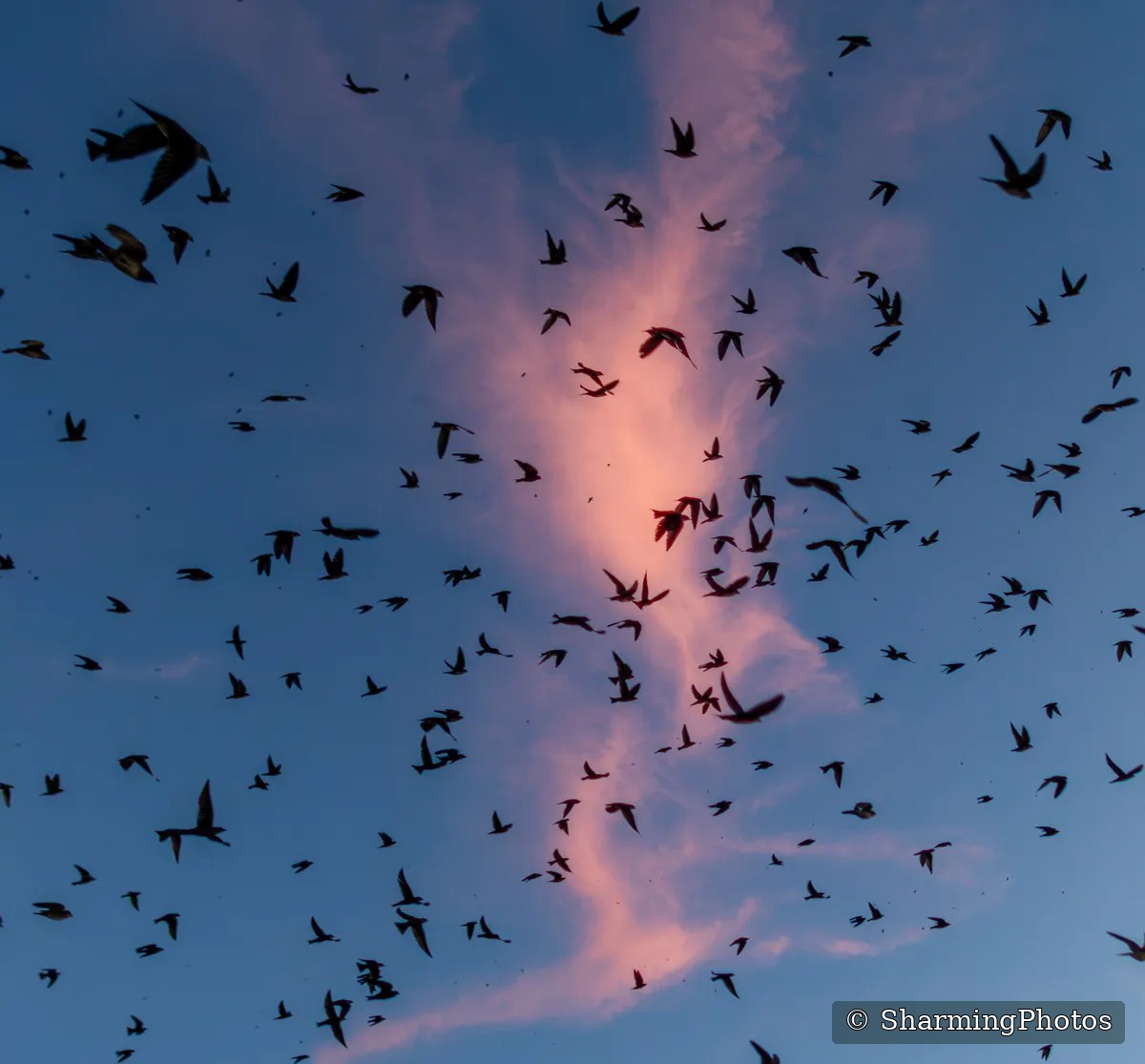 Bird perched against a pink cloud sky, photographed by Susanne Harm