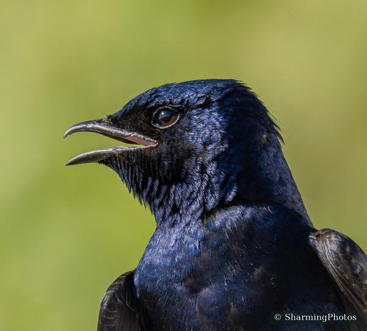 Purple Martin close-up photograph by Susanne Harm