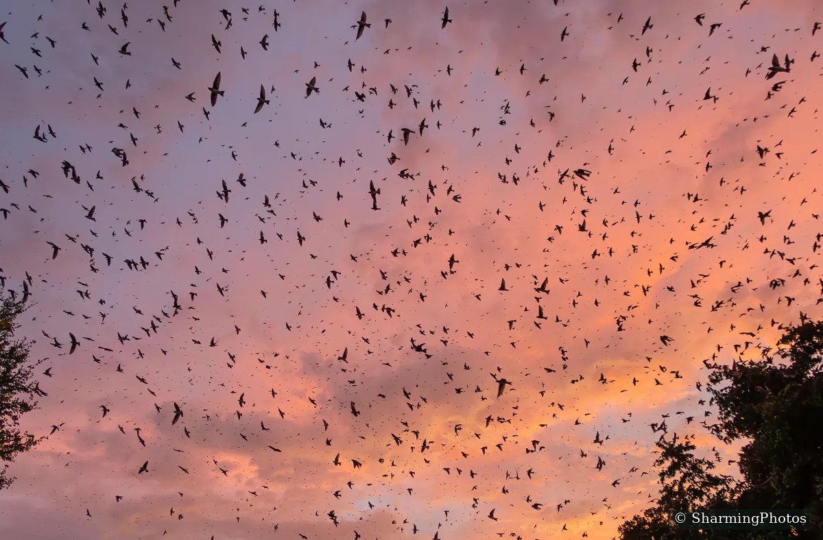 A flock of Purple Martins at sunset, photographed by Susanne Harm
