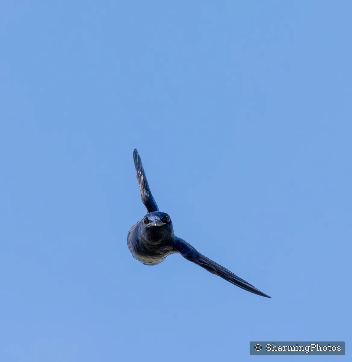 Bird photograph by Susanne Harm