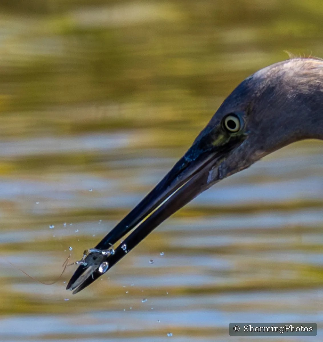 Bird photograph by Susanne Harm
