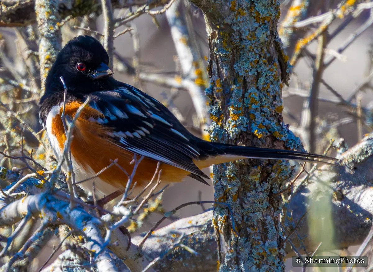 Bird photograph by Susanne Harm