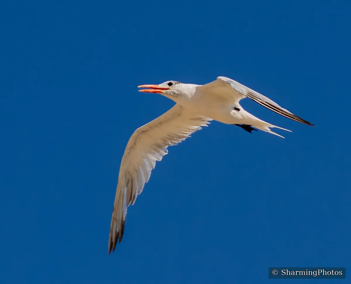 Bird photograph by Susanne Harm
