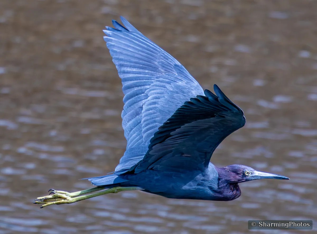 Bird photograph by Susanne Harm