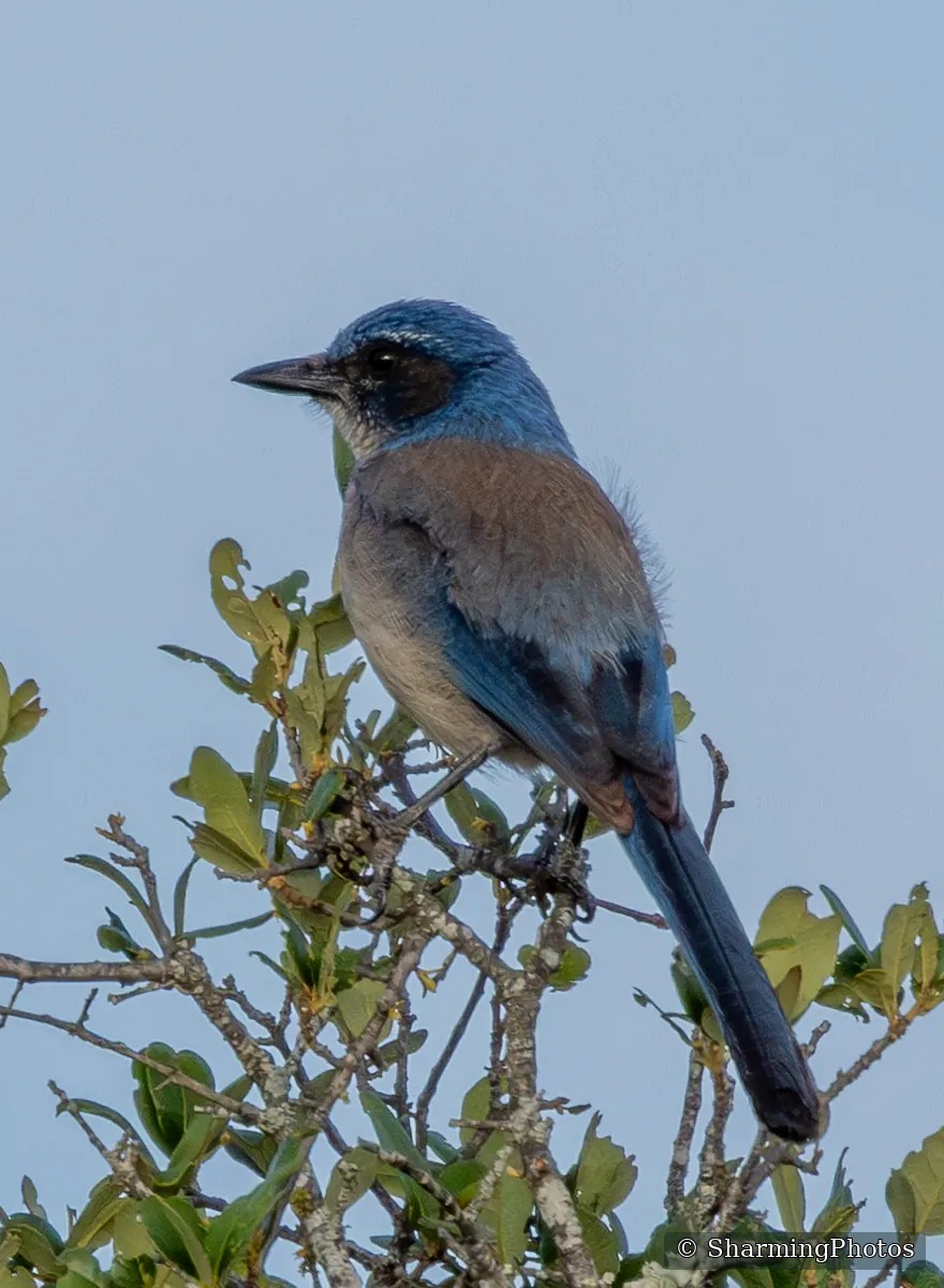 Bird photograph by Susanne Harm