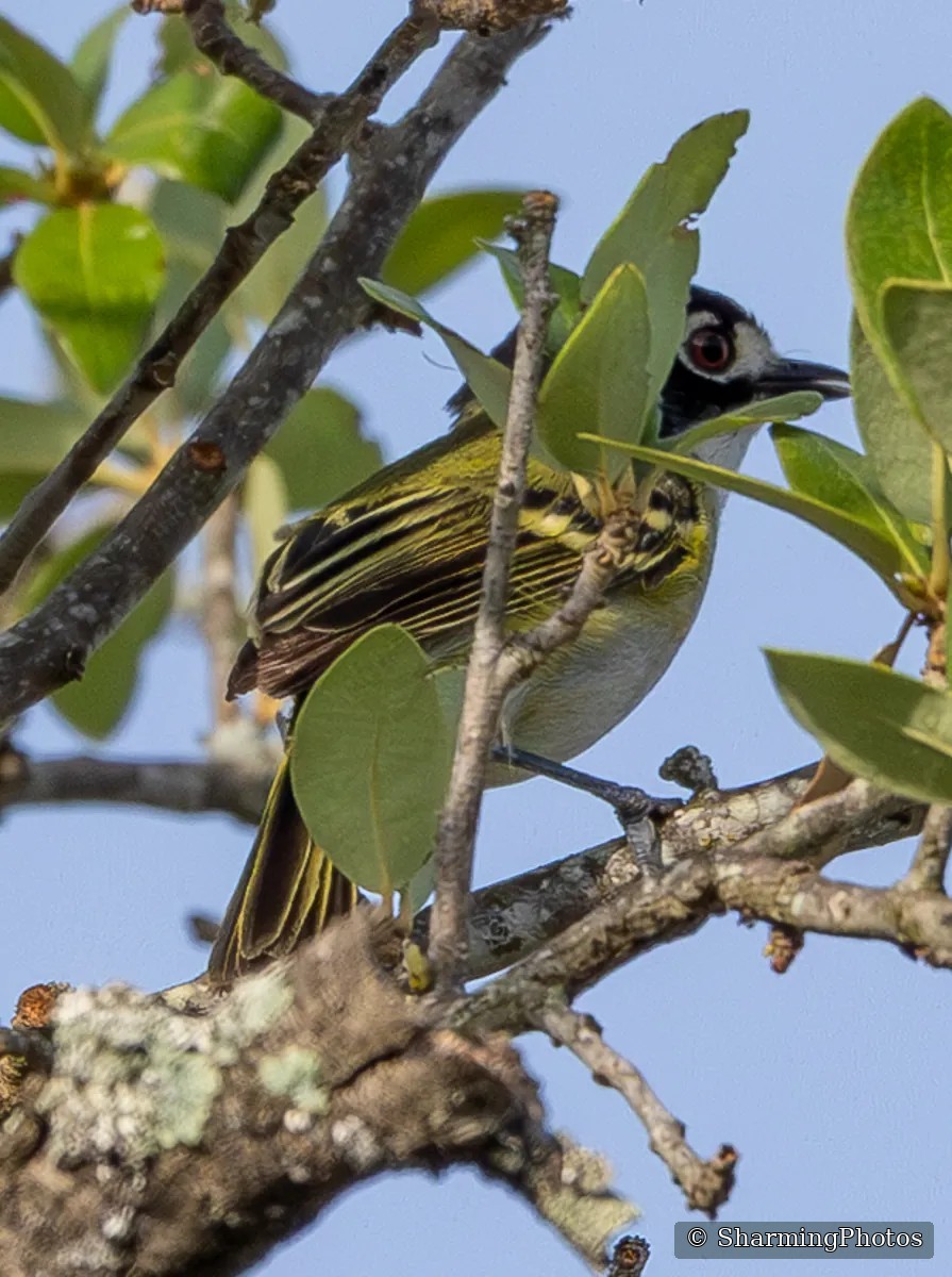 Bird photograph by Susanne Harm