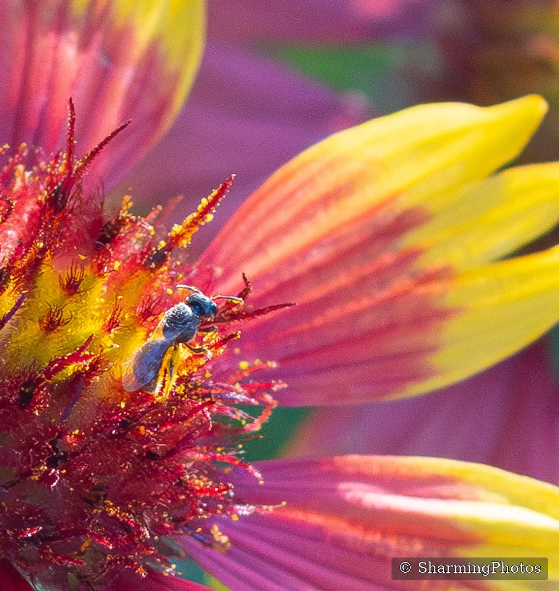 Insect photograph by Susanne Harm