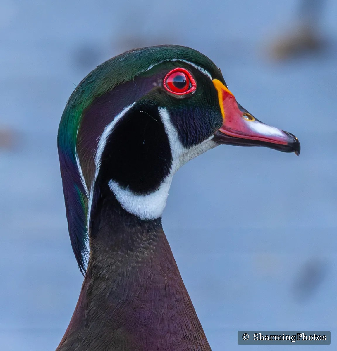 Bird photograph by Susanne Harm