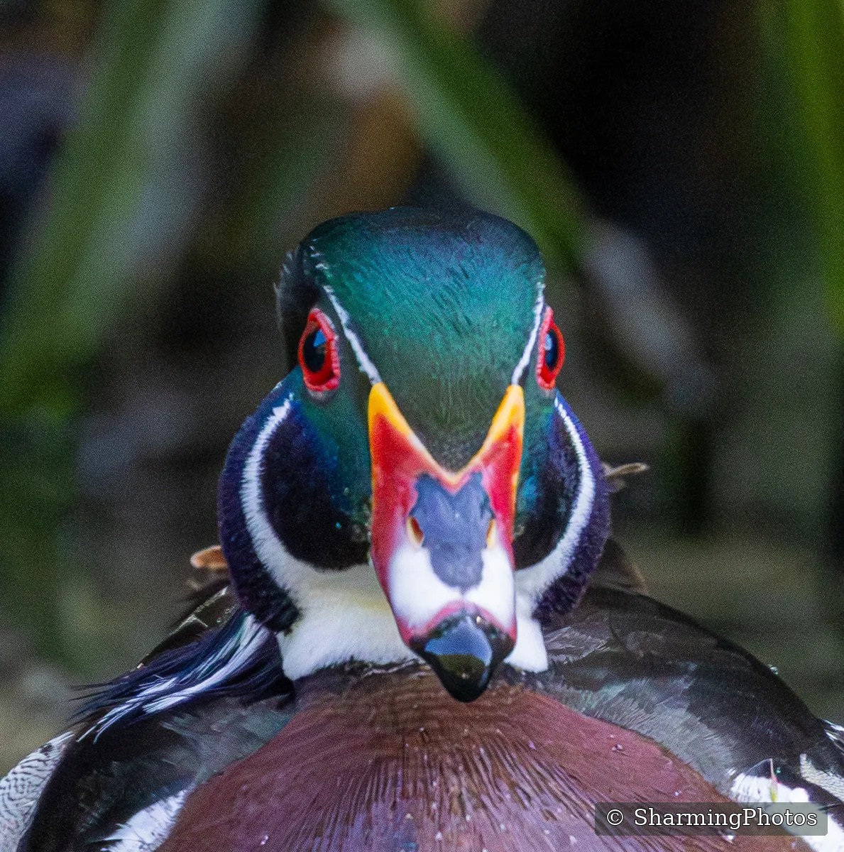 Bird photograph by Susanne Harm