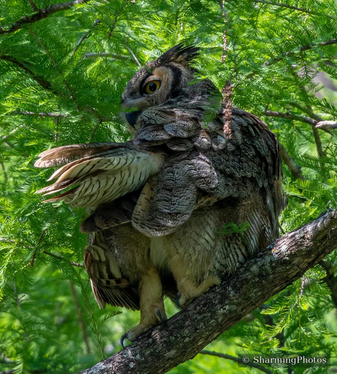Bird photograph by Susanne Harm