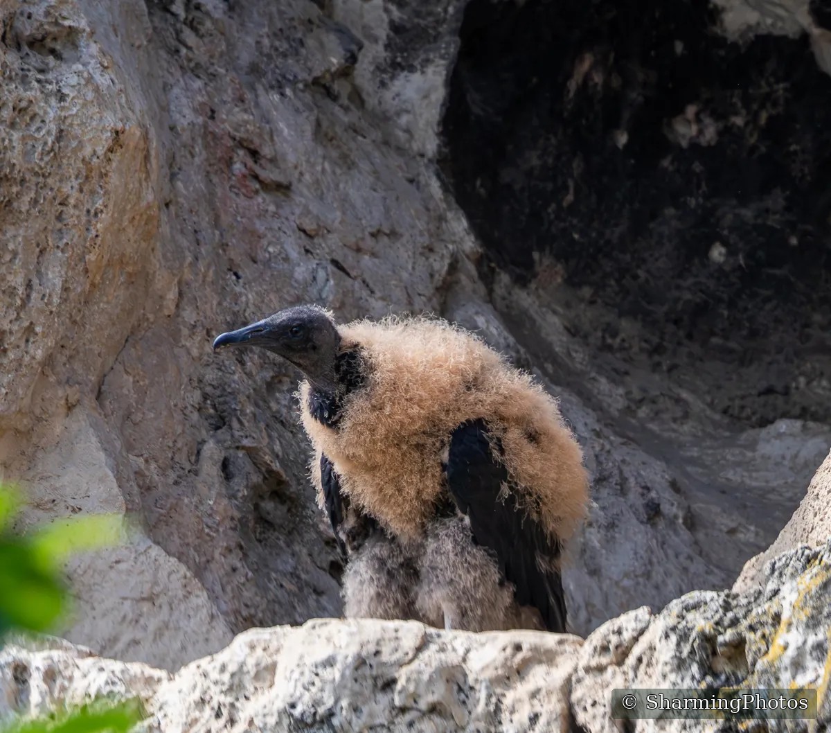 Bird photograph by Susanne Harm