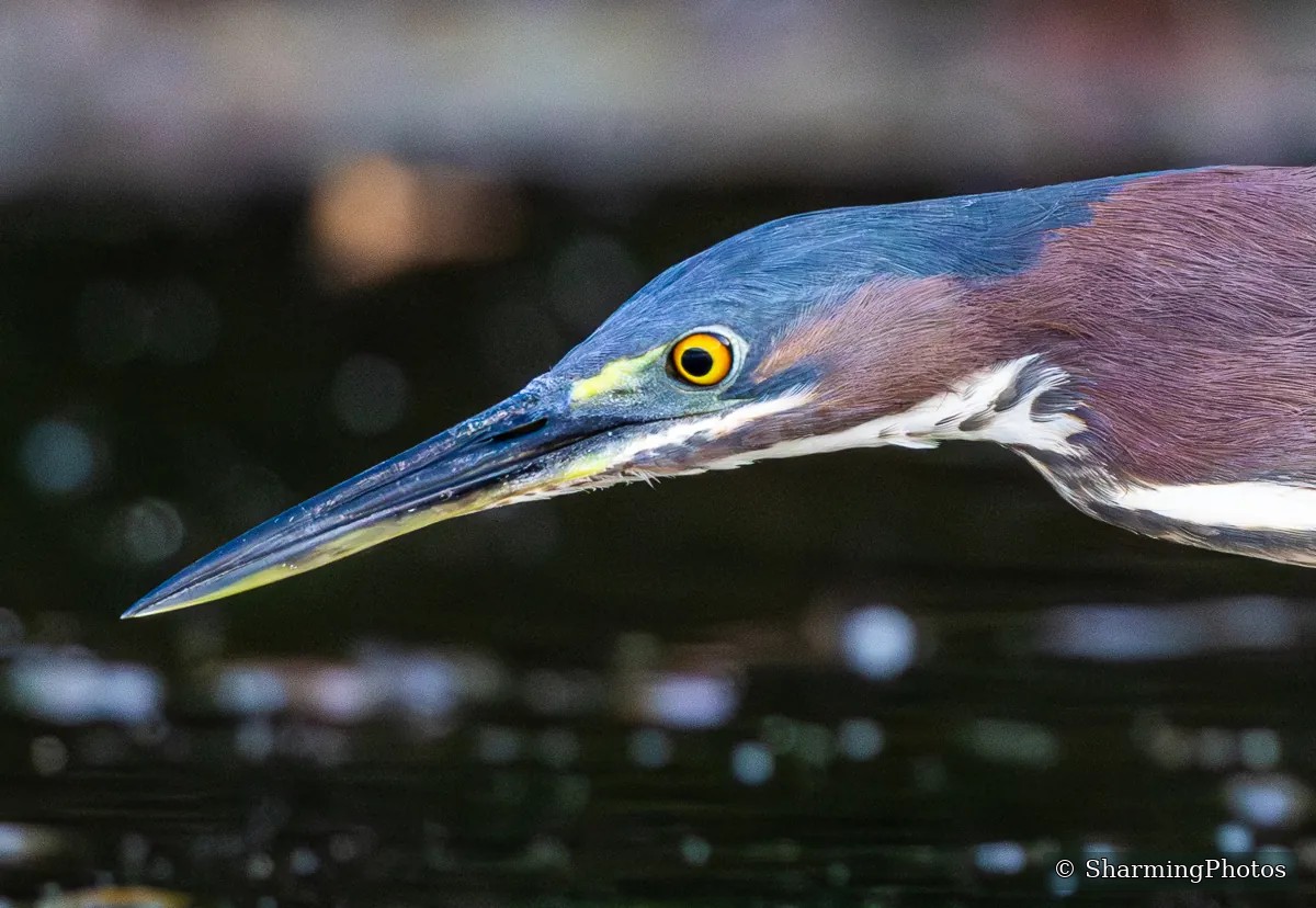 Bird photograph by Susanne Harm
