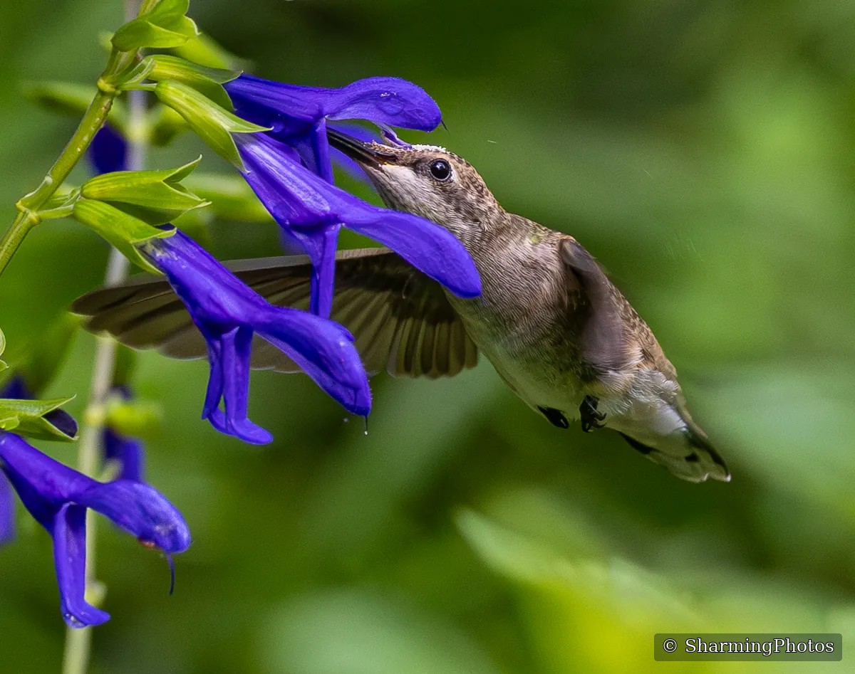 Bird photograph by Susanne Harm