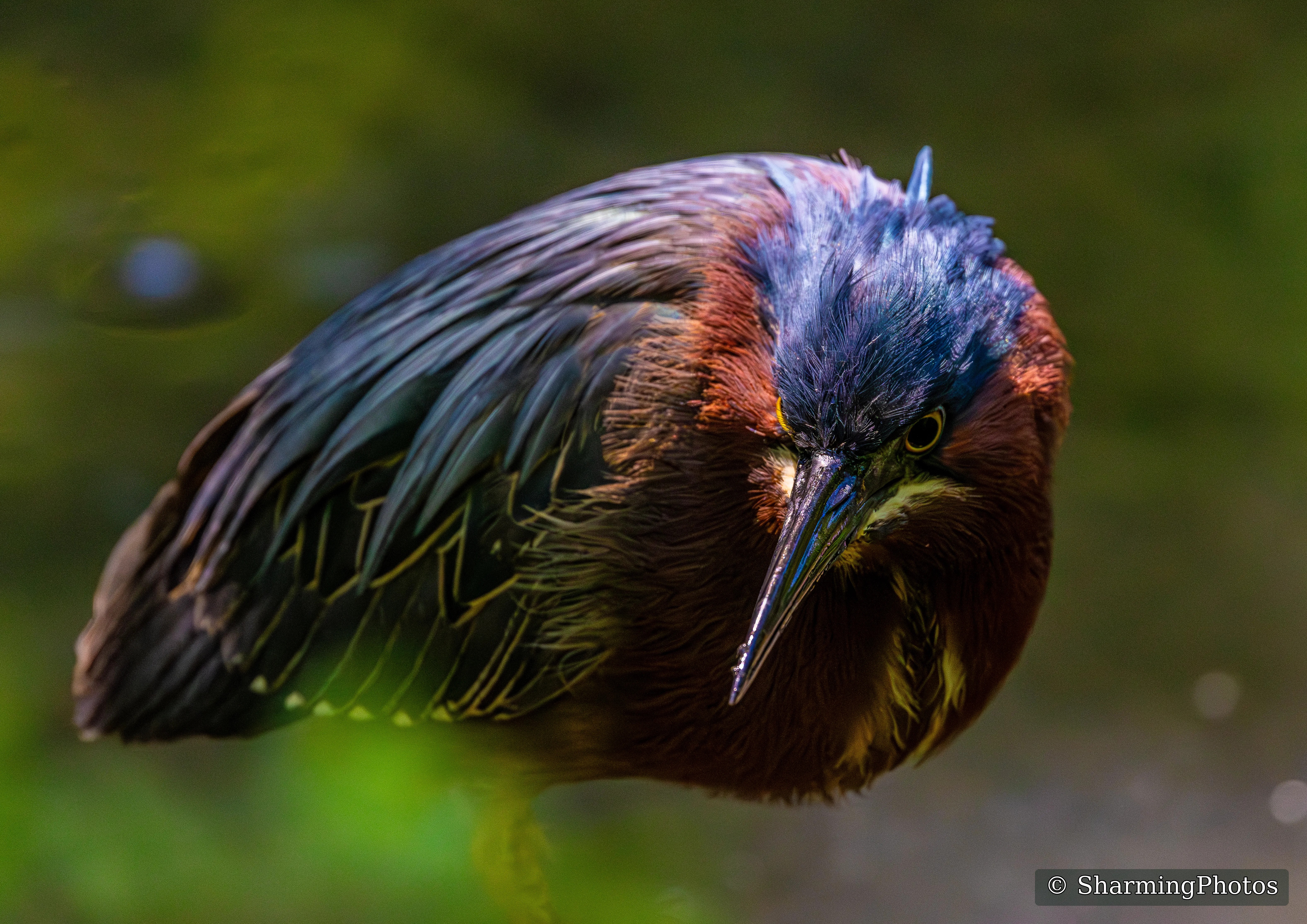 Bird photograph by Susanne Harm