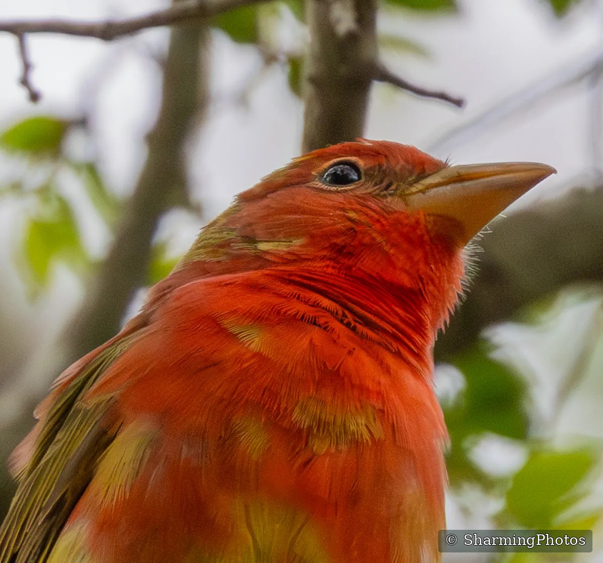 Bird photograph by Susanne Harm