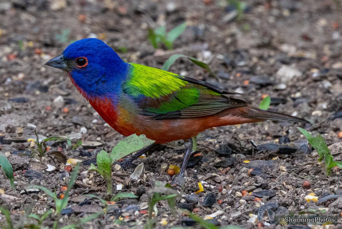 Bird photograph by Susanne Harm