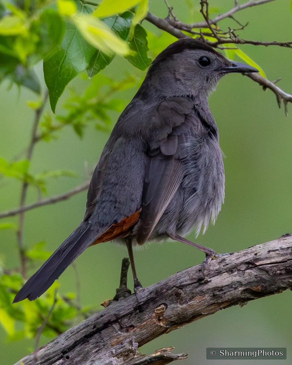 Bird photograph by Susanne Harm