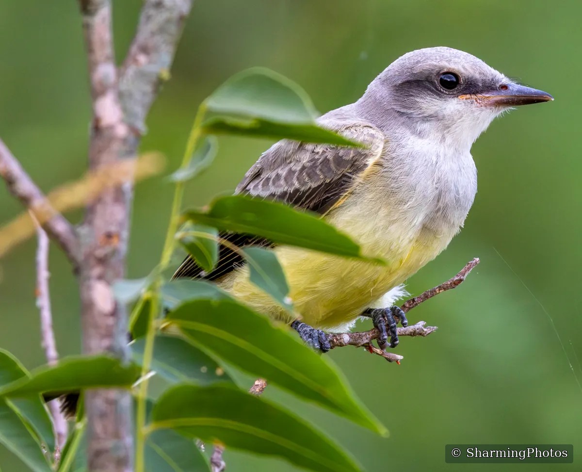 Bird photograph by Susanne Harm
