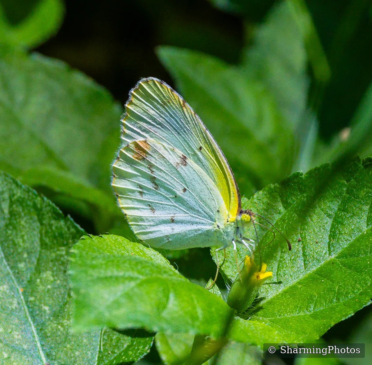 Insect photograph by Susanne Harm