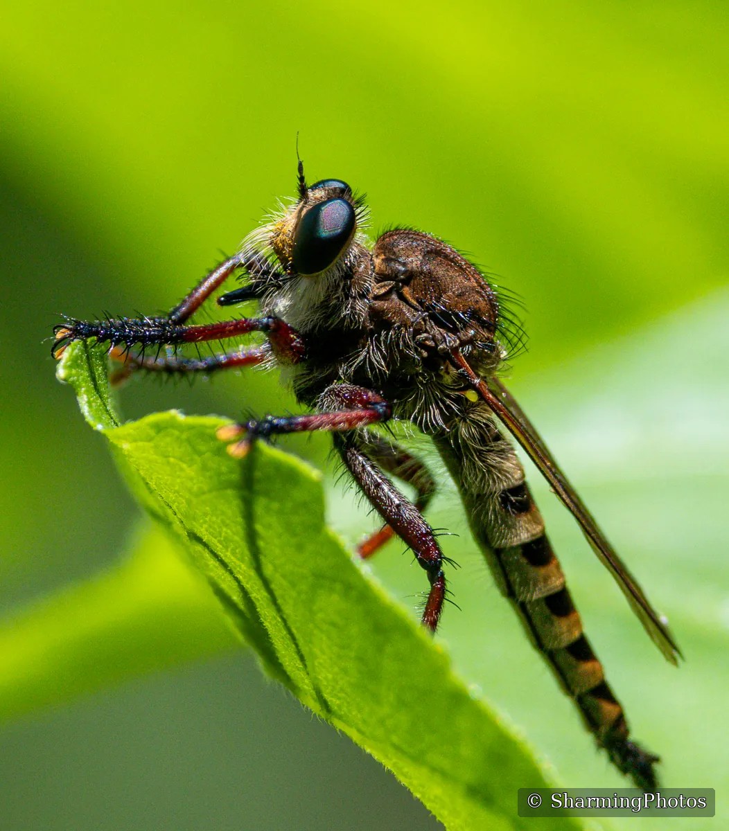 Insect photograph by Susanne Harm
