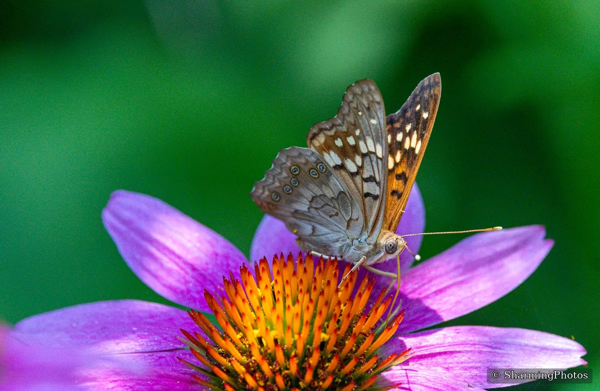Insect photograph by Susanne Harm