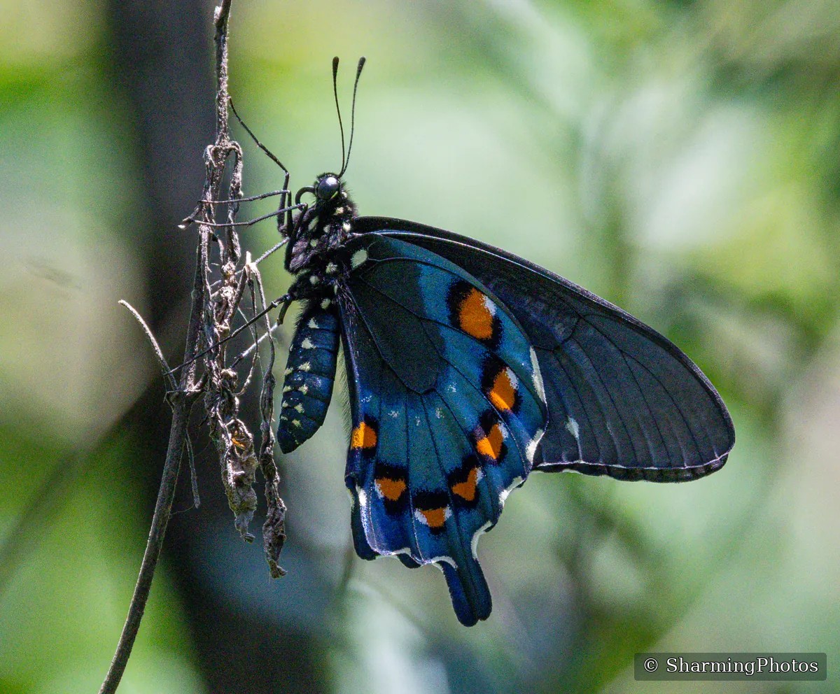 Insect photograph by Susanne Harm
