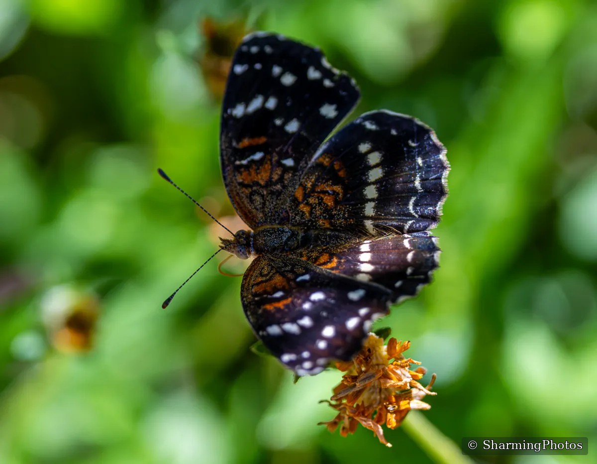 Insect photograph by Susanne Harm
