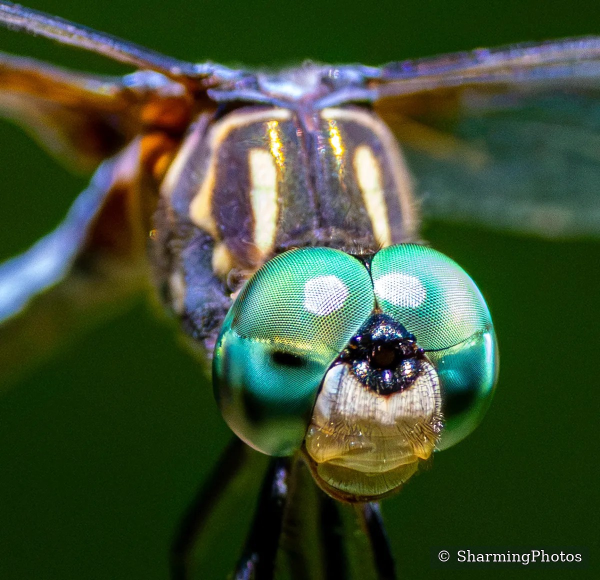 Insect photograph by Susanne Harm