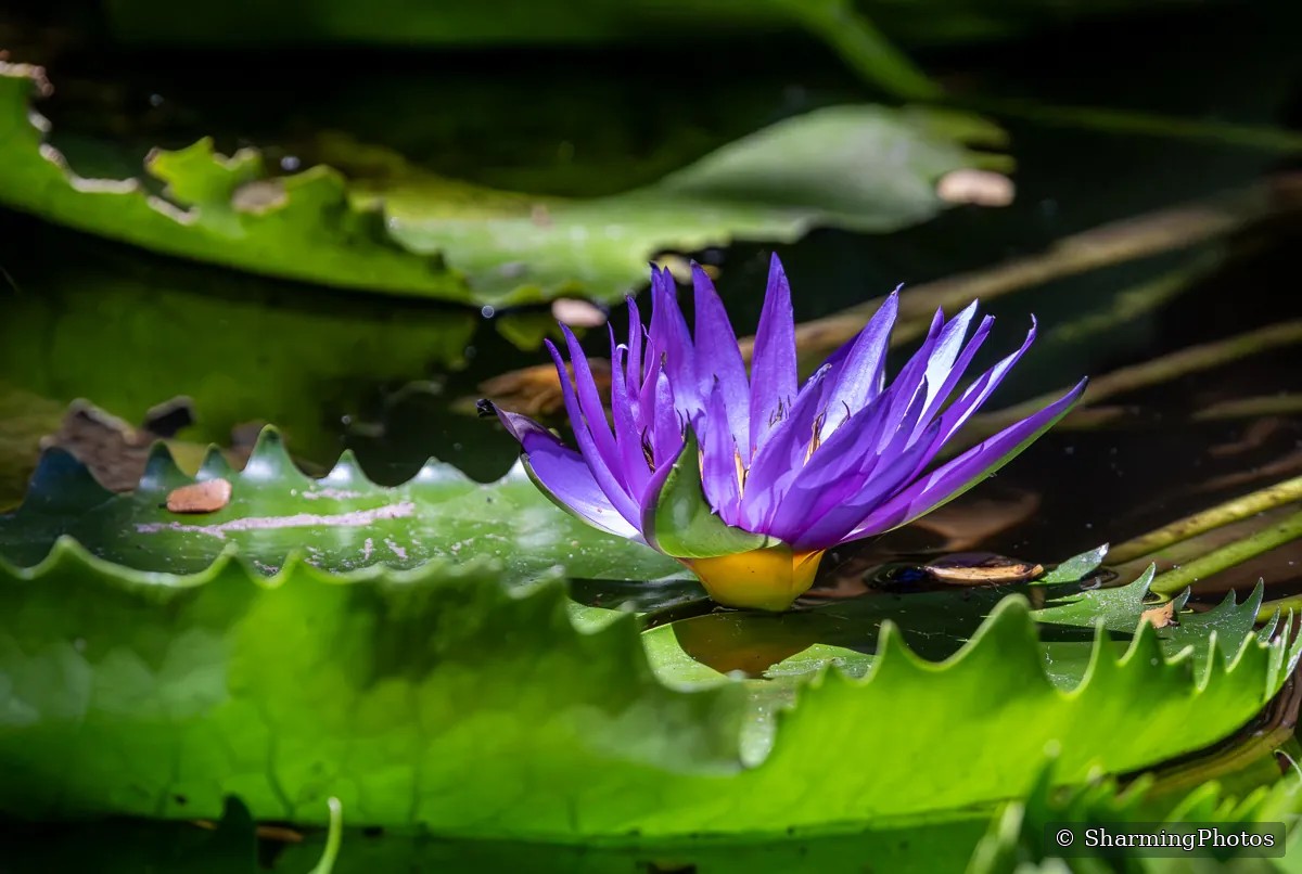 Nature photograph by Susanne Harm
