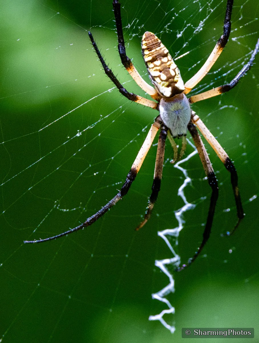 Insect photograph by Susanne Harm