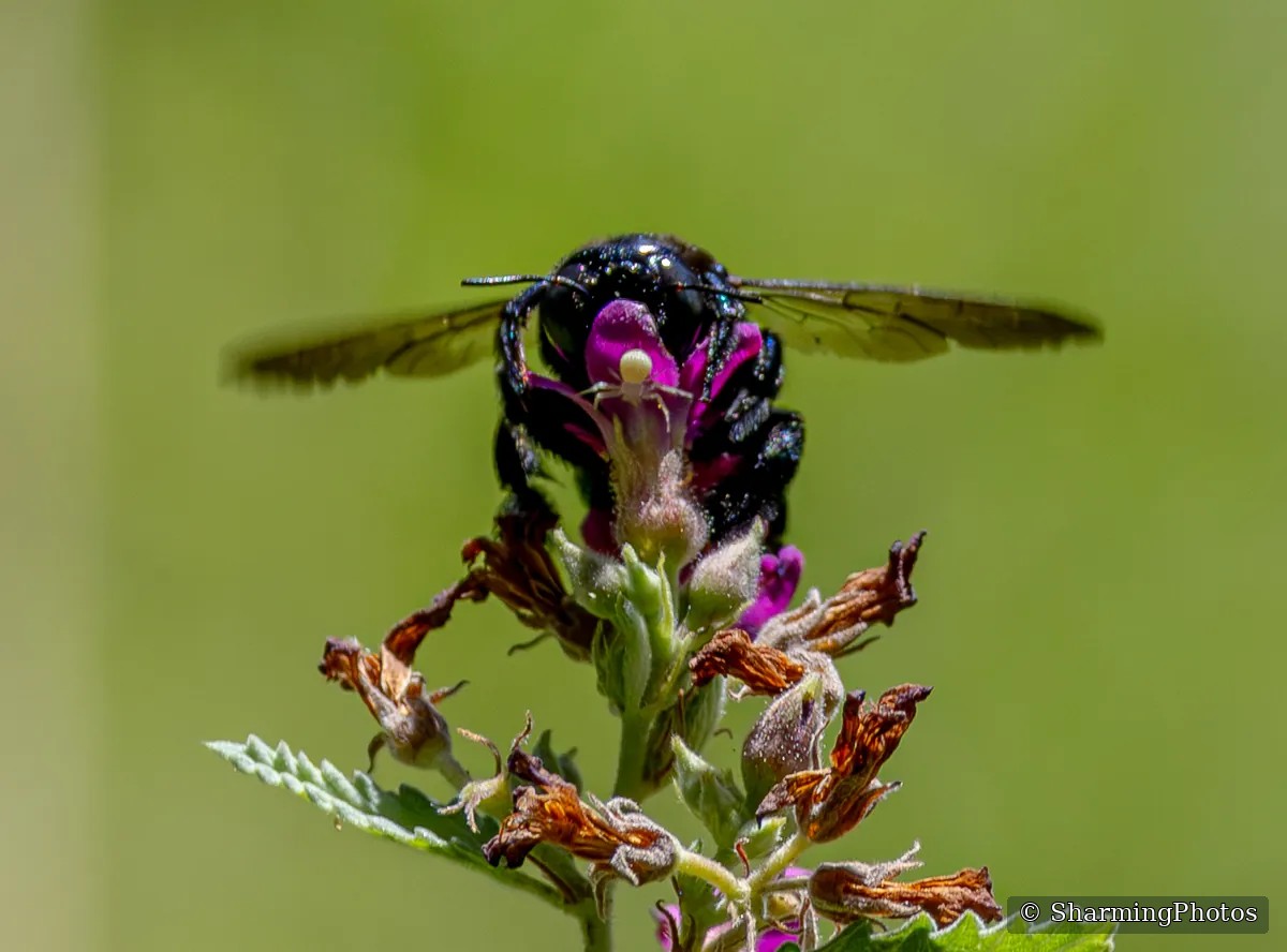 Insect photograph by Susanne Harm
