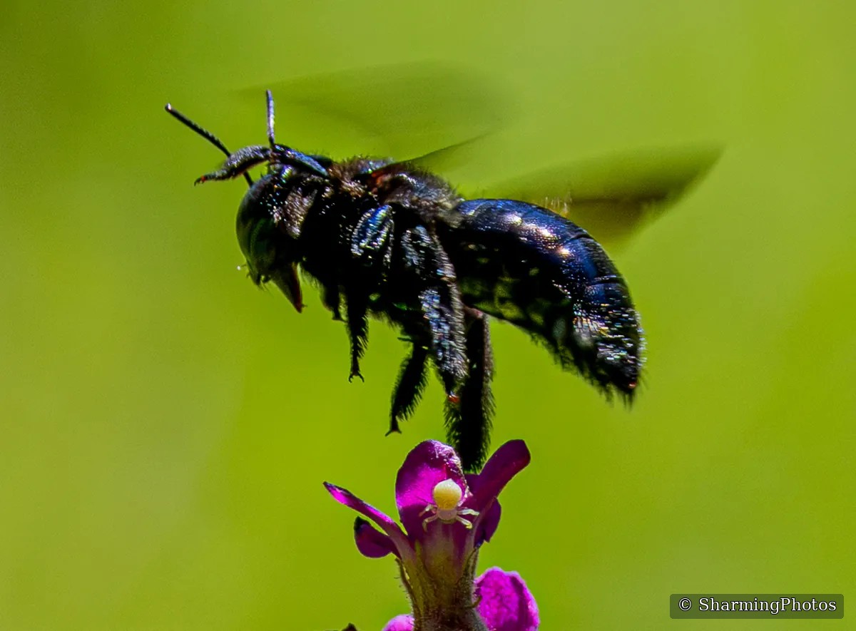 Insect photograph by Susanne Harm