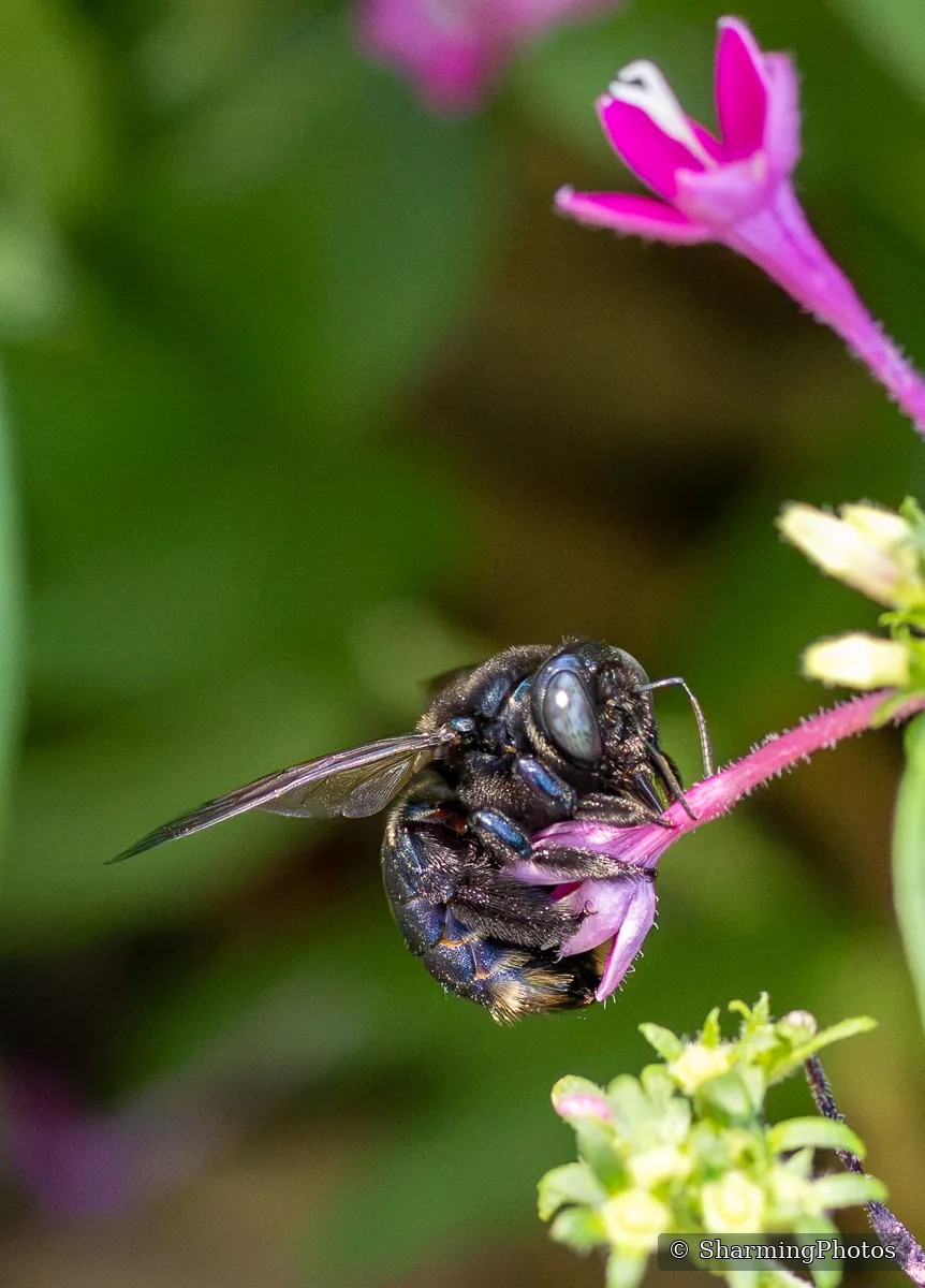 Insect photograph by Susanne Harm