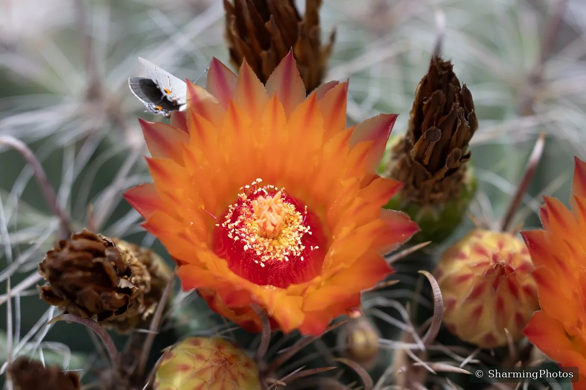 Nature photograph by Susanne Harm