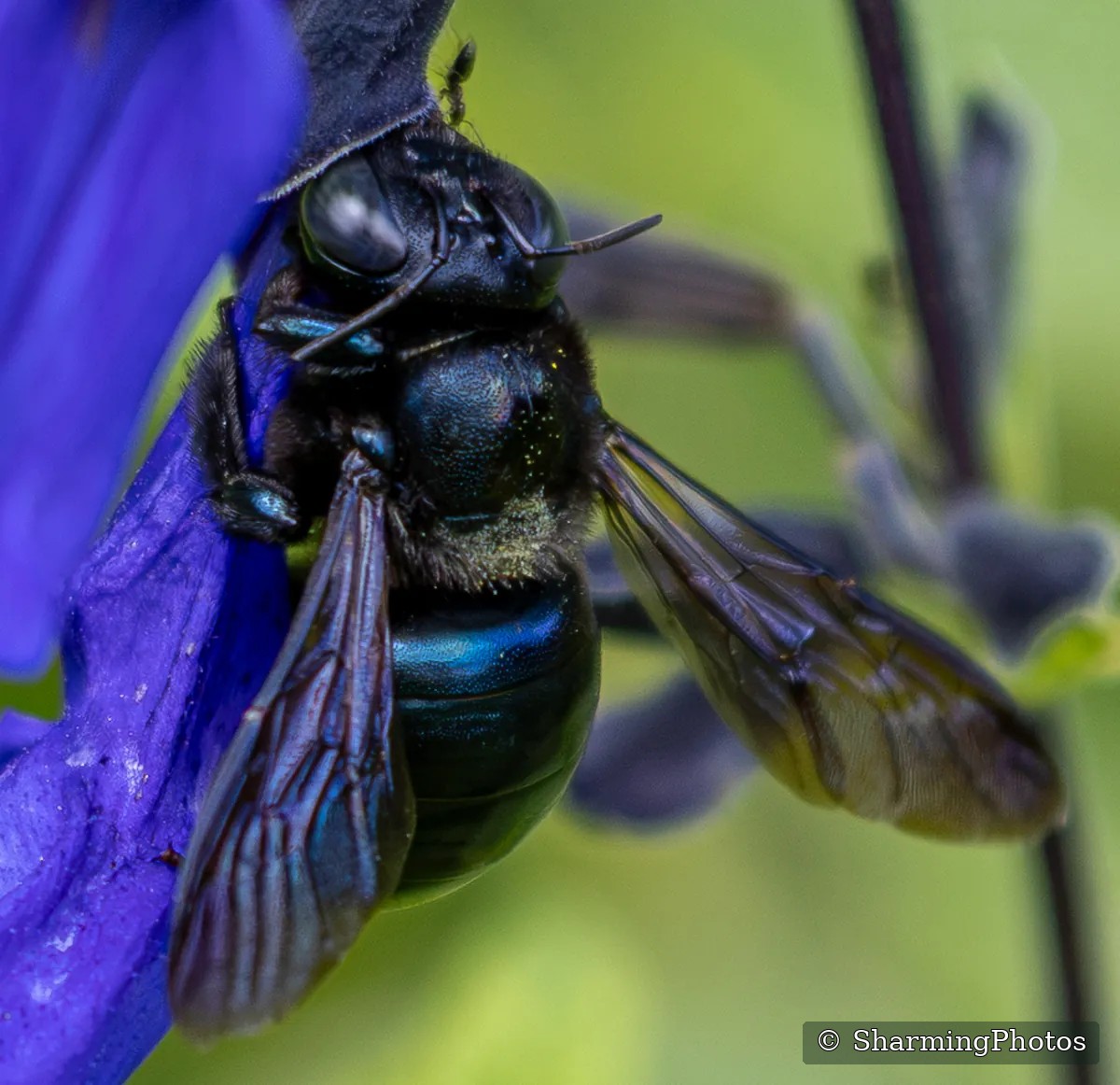 Insect photograph by Susanne Harm