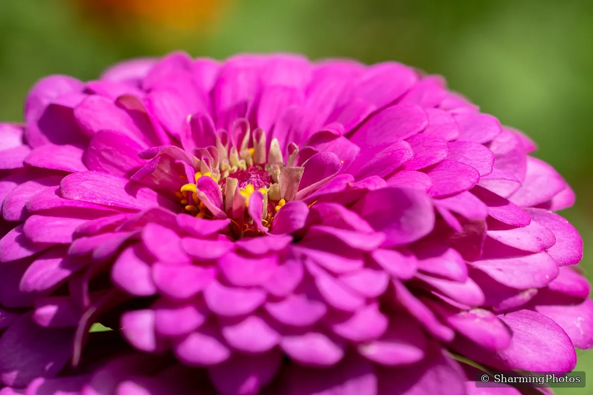 Nature photograph by Susanne Harm