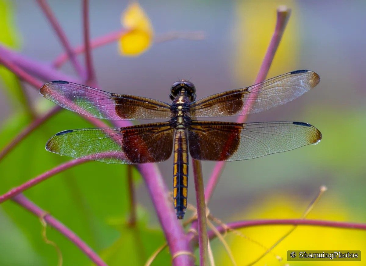 Insect photograph by Susanne Harm