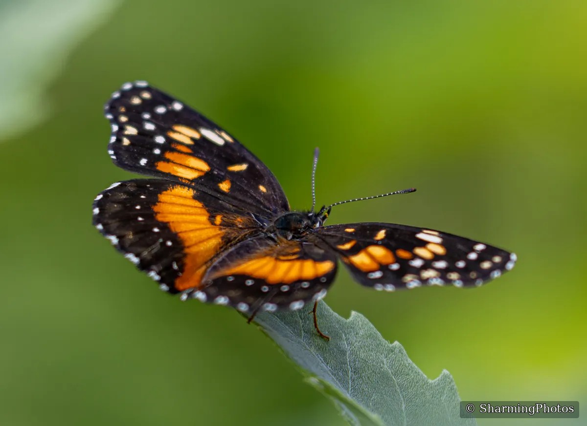 Insect photograph by Susanne Harm