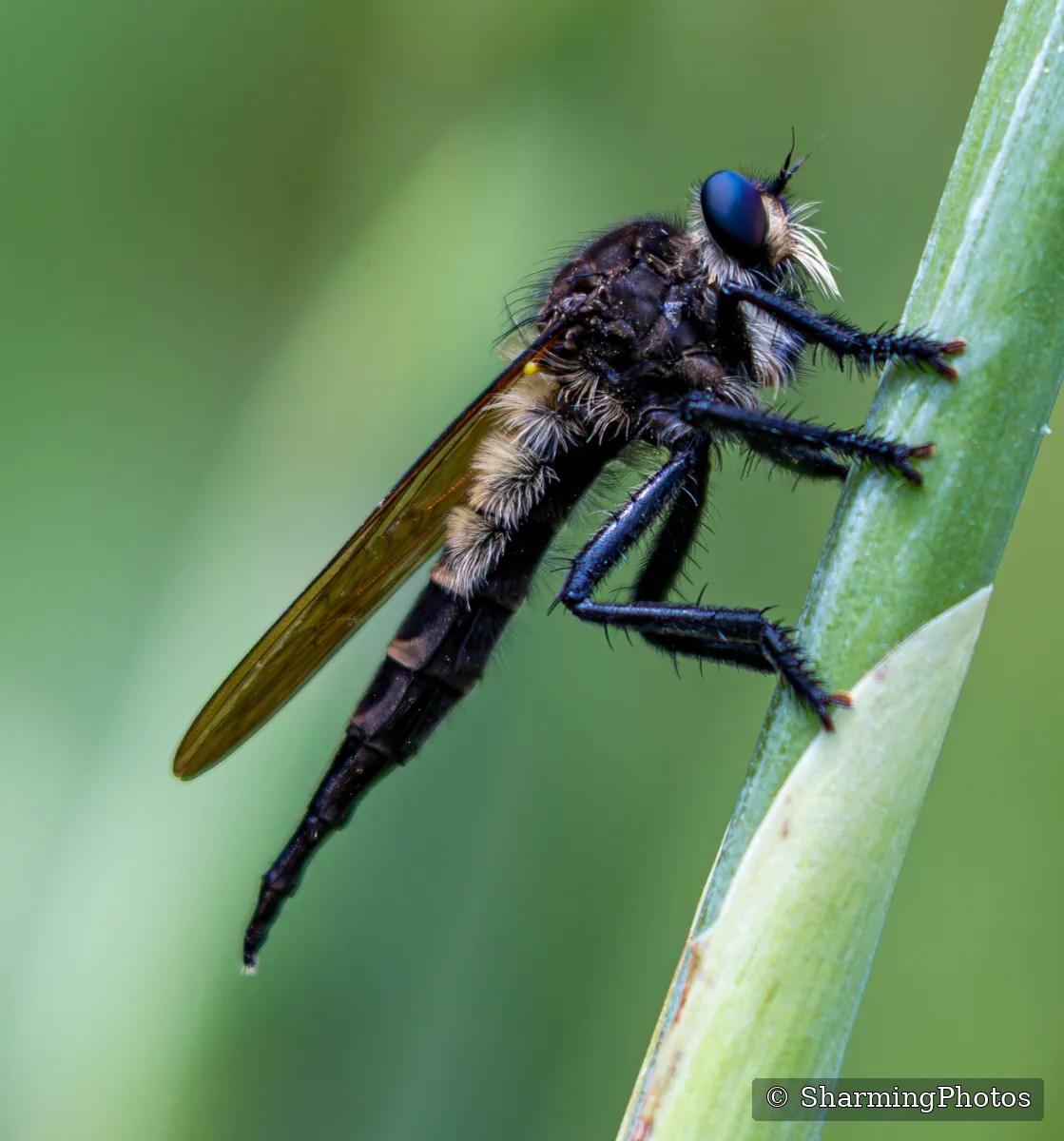 Insect photograph by Susanne Harm