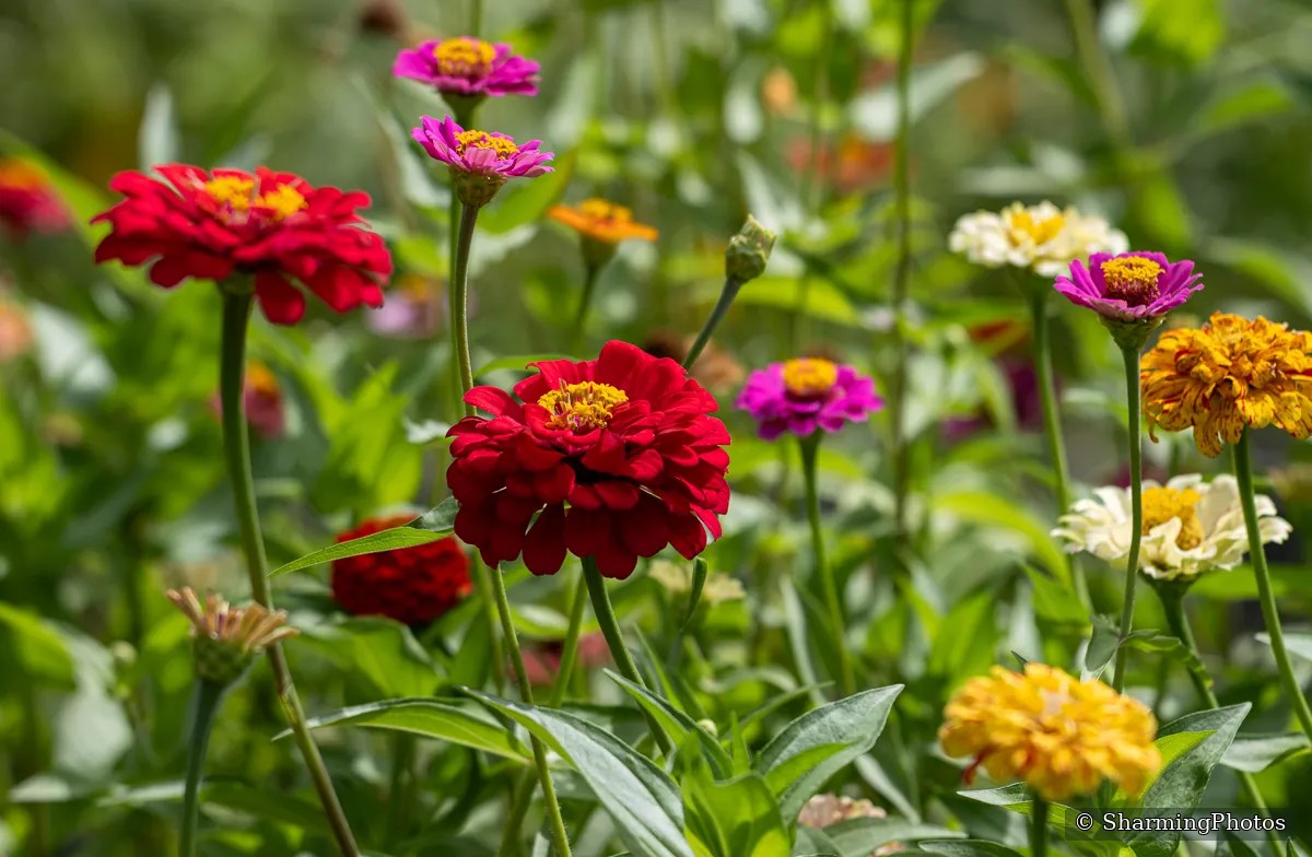 Nature photograph by Susanne Harm