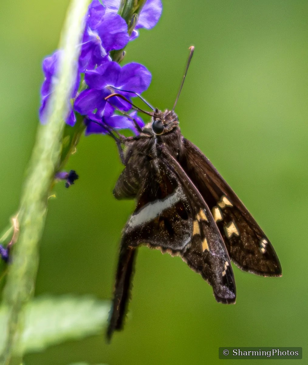 Insect photograph by Susanne Harm