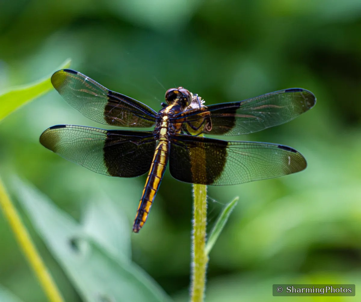 Insect photograph by Susanne Harm